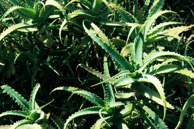 Photo aloe vera plant