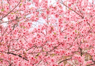 Cherry blossom photos