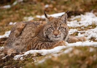 Lynx photos