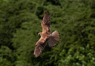 Hawk photos