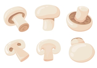 mushroom illustrations