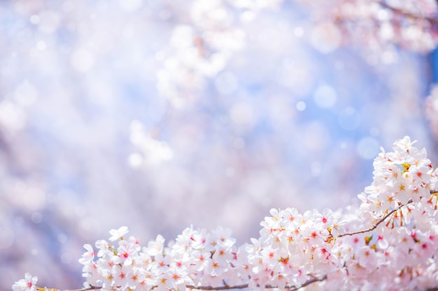 Photo cherry blossom  flower in spring for background or copy space for text