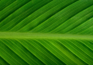 Banana leaf backgrounds