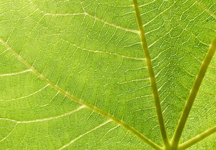 leaf textures