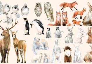 animal illustrations