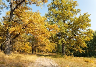 Oak tree photos