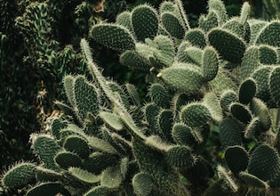 Cactus photos