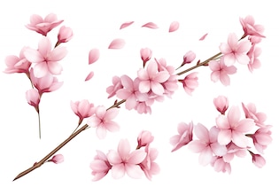Cherry blossom vectors