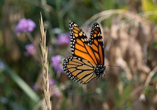 Butterfly photos