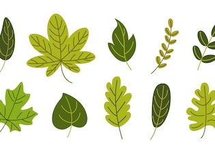 Leaf symbols