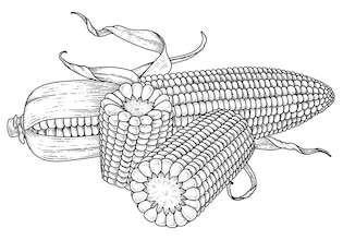 corn drawings