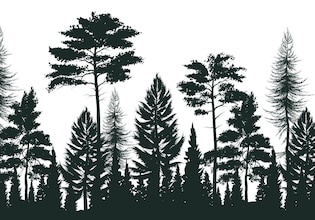 Forest silhouettes