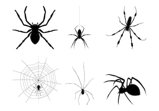 spider drawings