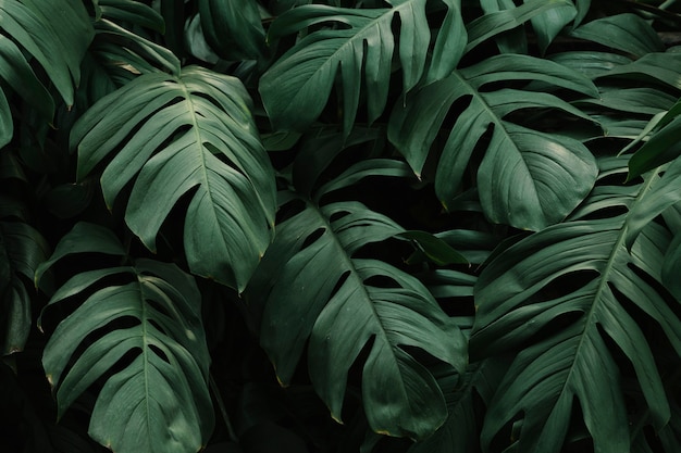 Free photo tropical green leaves background